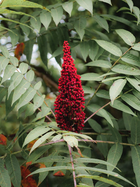 Sumac for Summer (Rhus glabra)